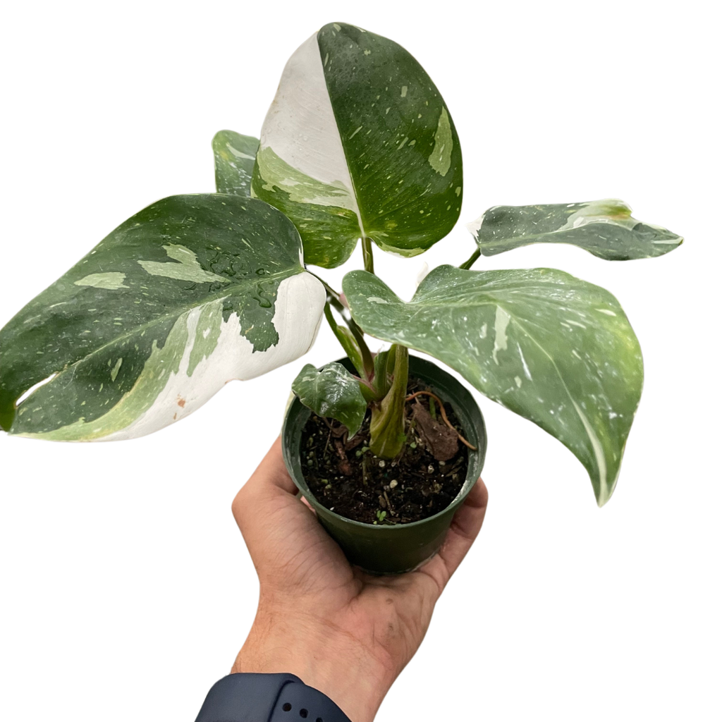 Philodendron 'White Princess' - Holiday Corner