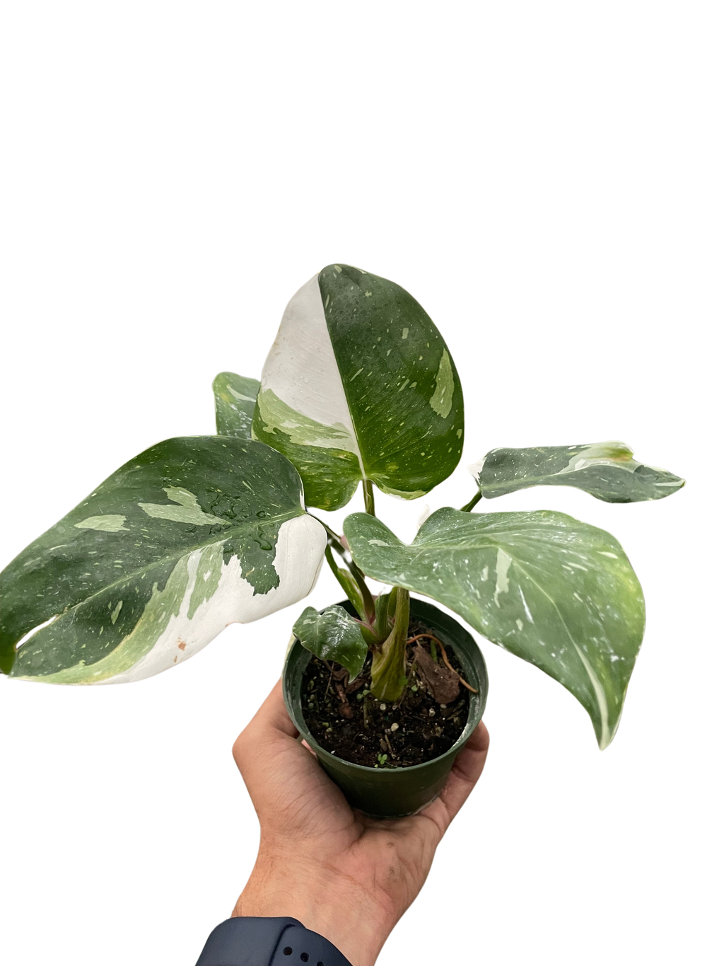 Philodendron 'White Princess' - Holiday Corner