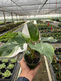 Philodendron 'White Princess' - Holiday Corner