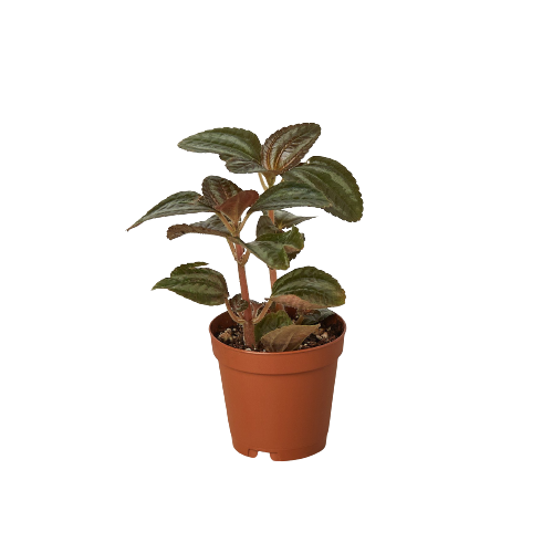 Pilea 'Bronze' - Holiday Corner