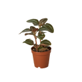 Pilea 'Bronze' - Holiday Corner