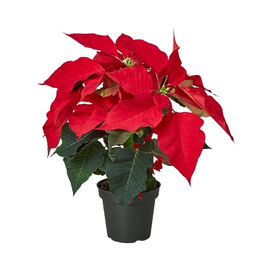 Poinsettia 'Red' - Holiday Corner
