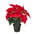 Poinsettia 'Red' - Holiday Corner
