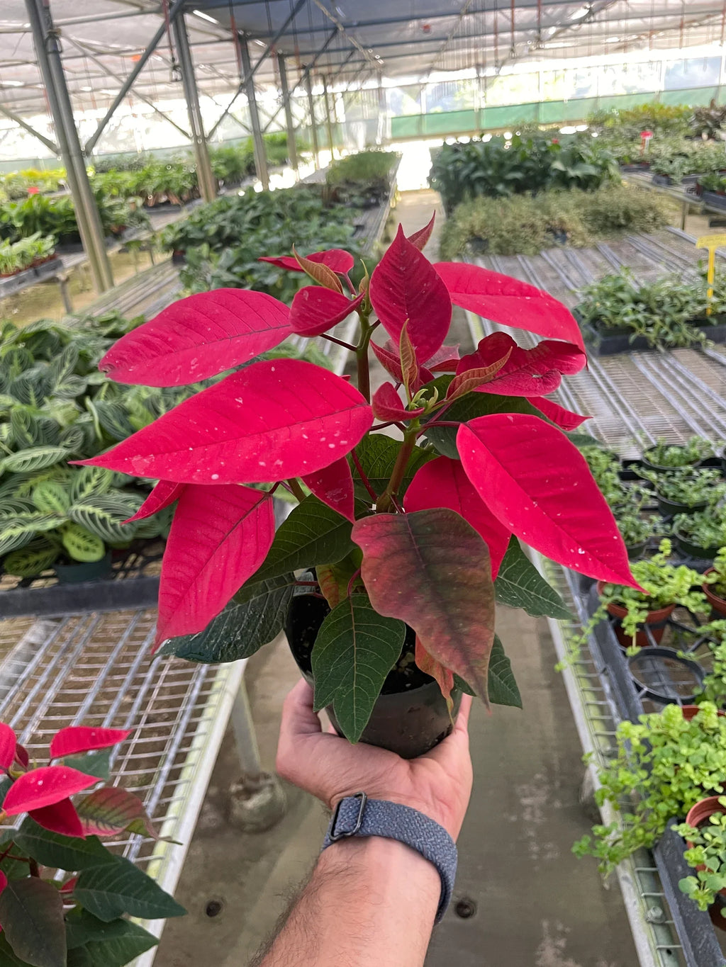 Poinsettia 'Red' - Holiday Corner