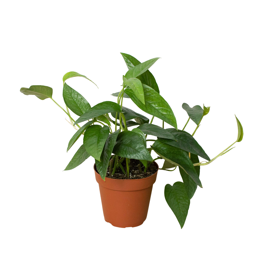 Pothos 'Cebu Blue' - Holiday Corner
