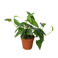 Pothos 'Cebu Blue' - Holiday Corner