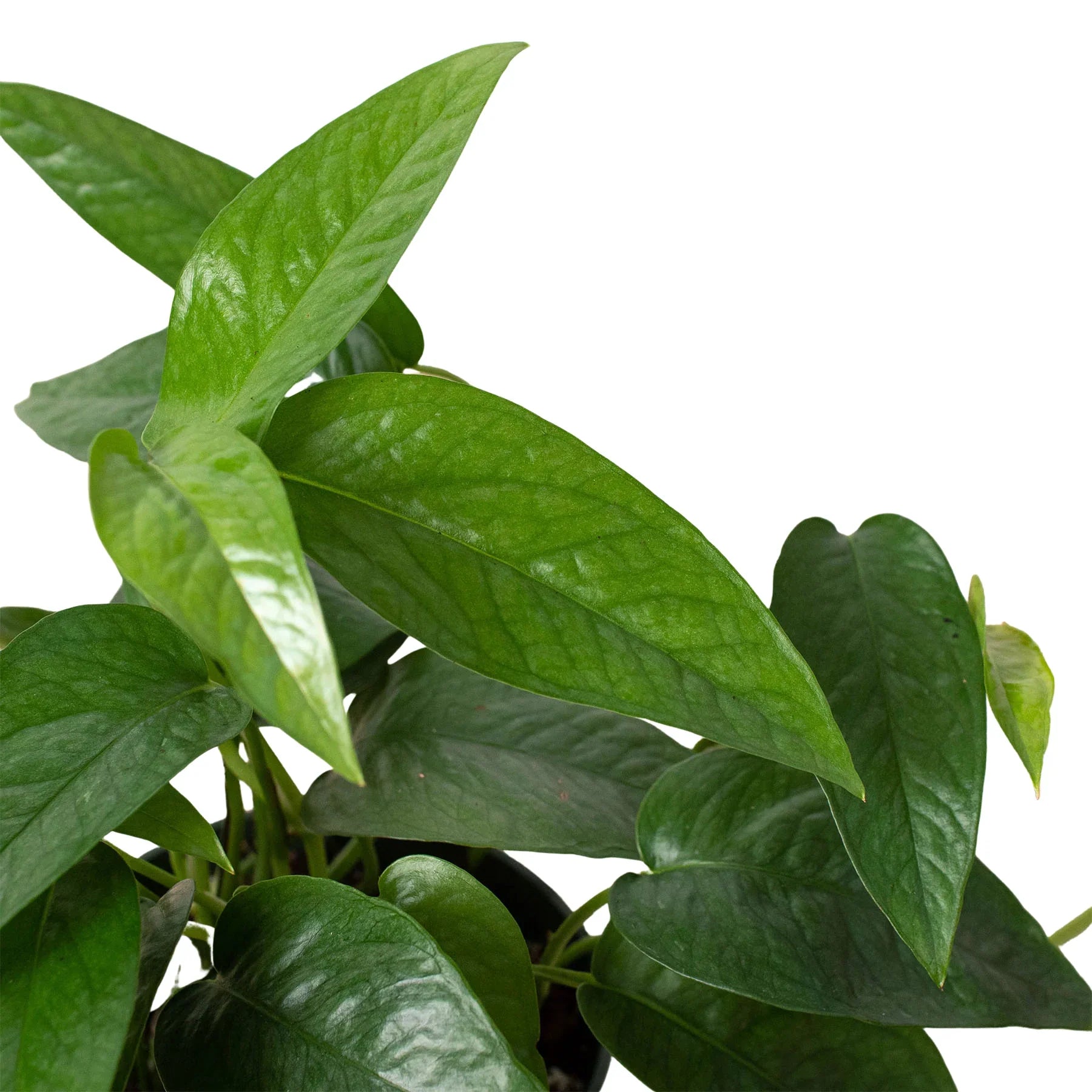 Pothos 'Cebu Blue' - Holiday Corner