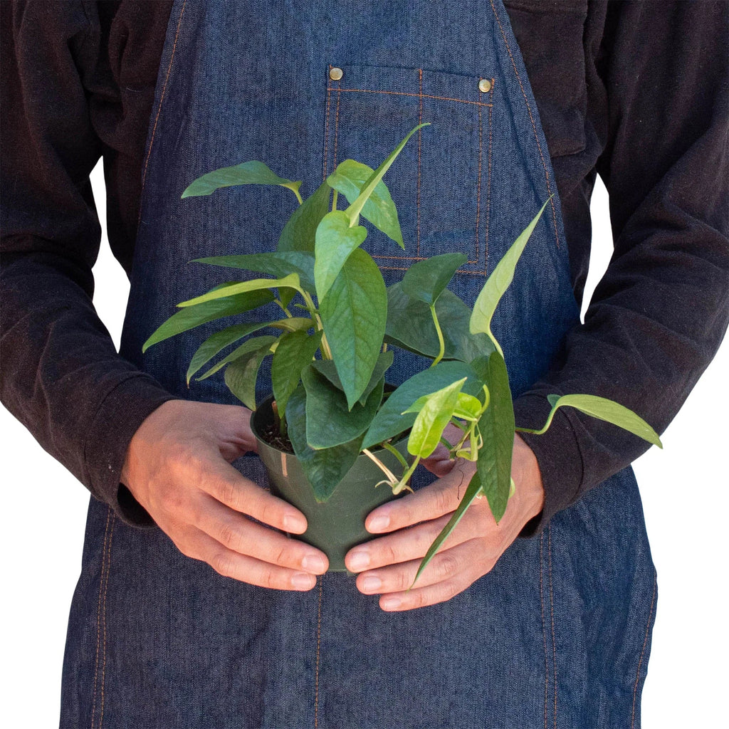 Pothos 'Cebu Blue' - Holiday Corner