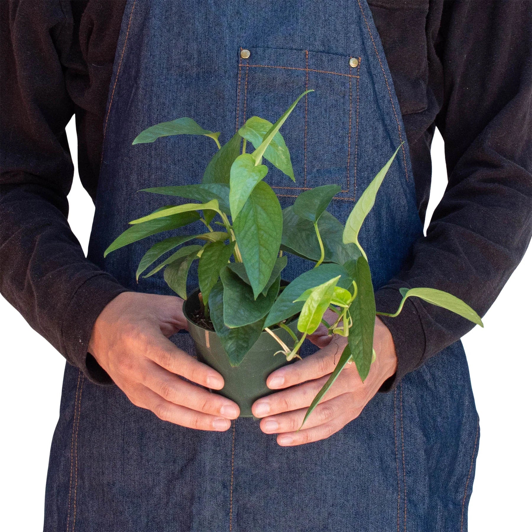 Pothos 'Cebu Blue' - Holiday Corner
