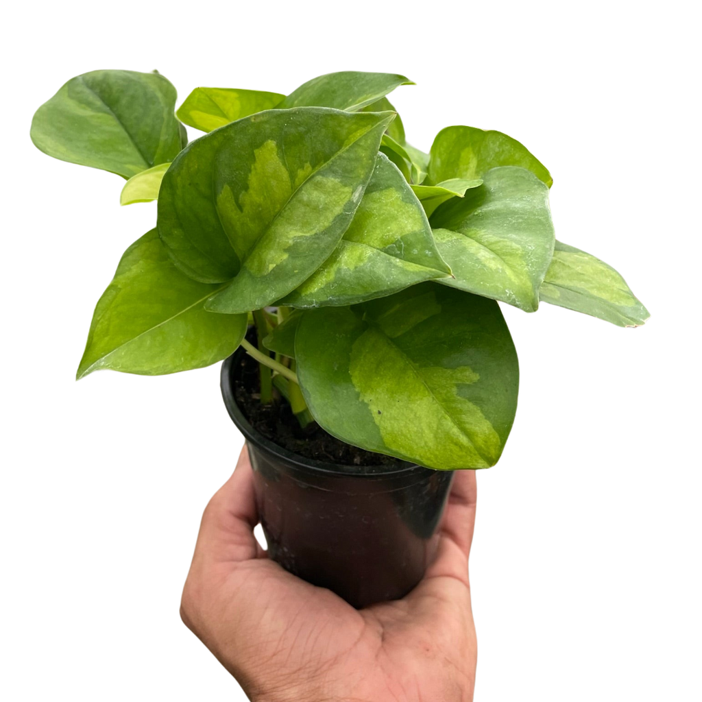 Pothos 'Global Green' - Holiday Corner