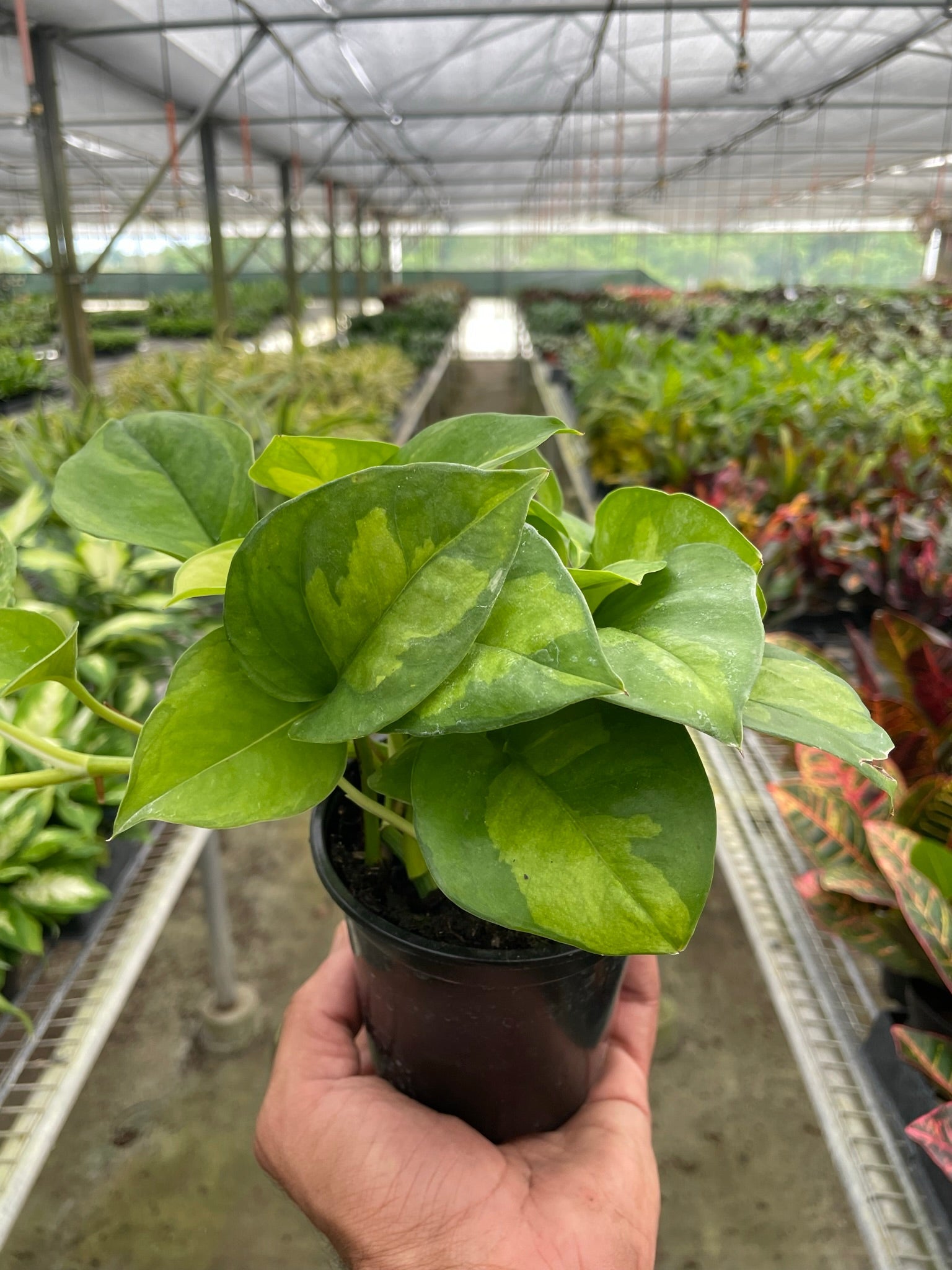 Pothos 'Global Green' - Holiday Corner