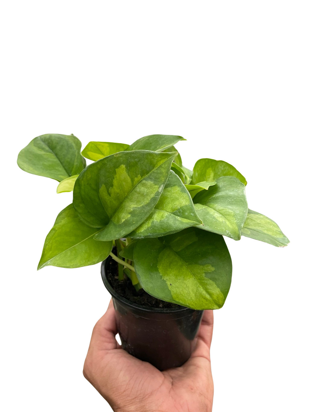 Pothos 'Global Green' - Holiday Corner