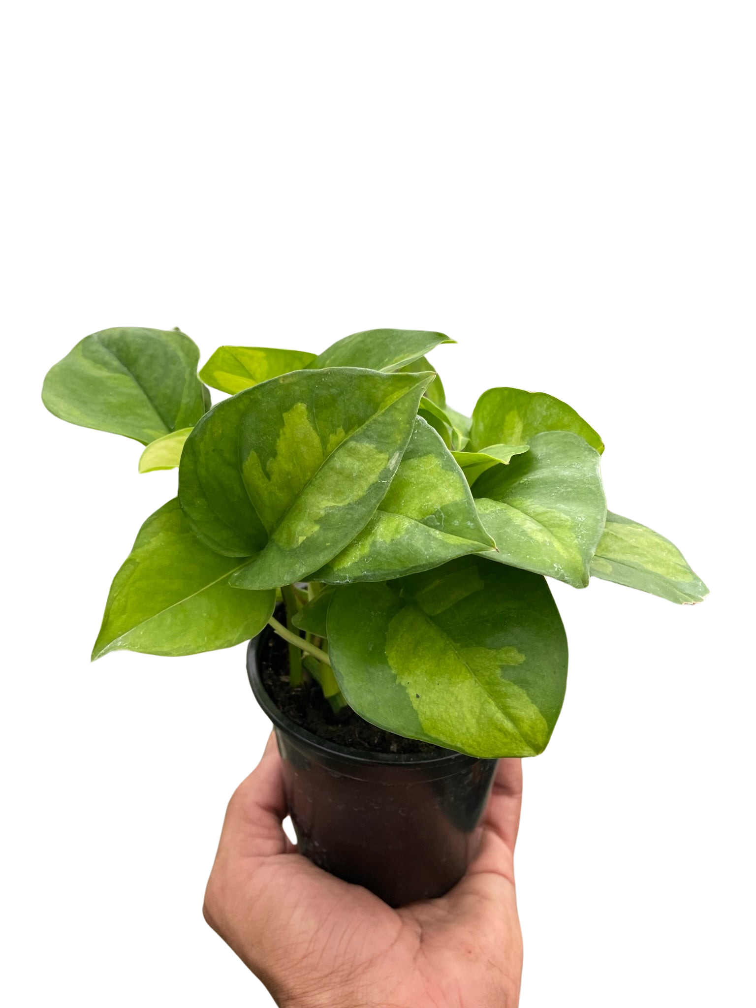Pothos 'Global Green' - Holiday Corner
