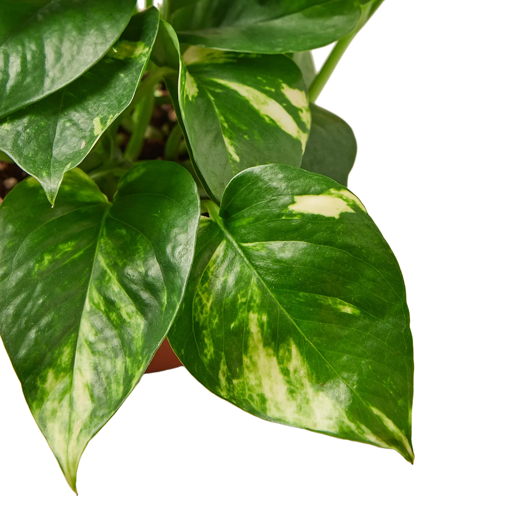 Pothos 'Golden' - Holiday Corner