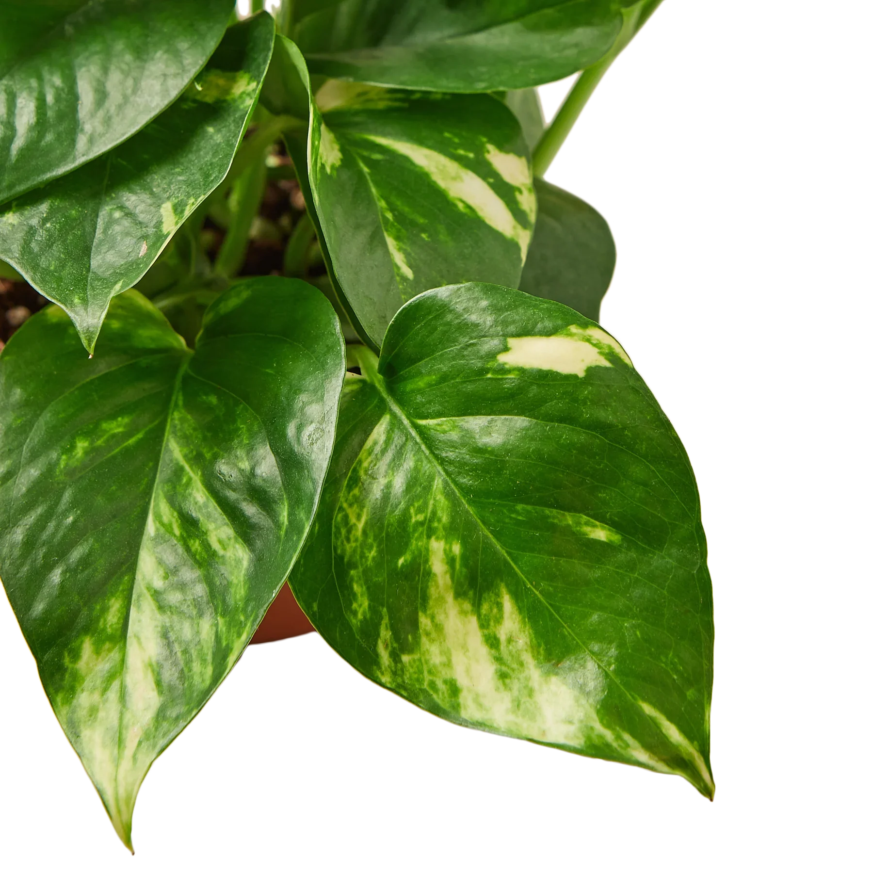 Pothos 'Golden' - Holiday Corner