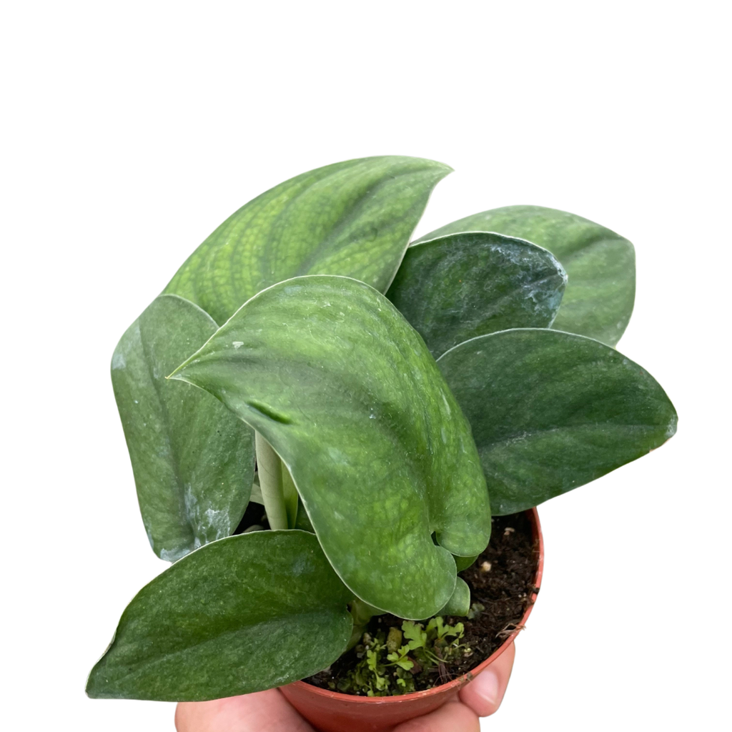 Pothos Jade Satin - Holiday Corner