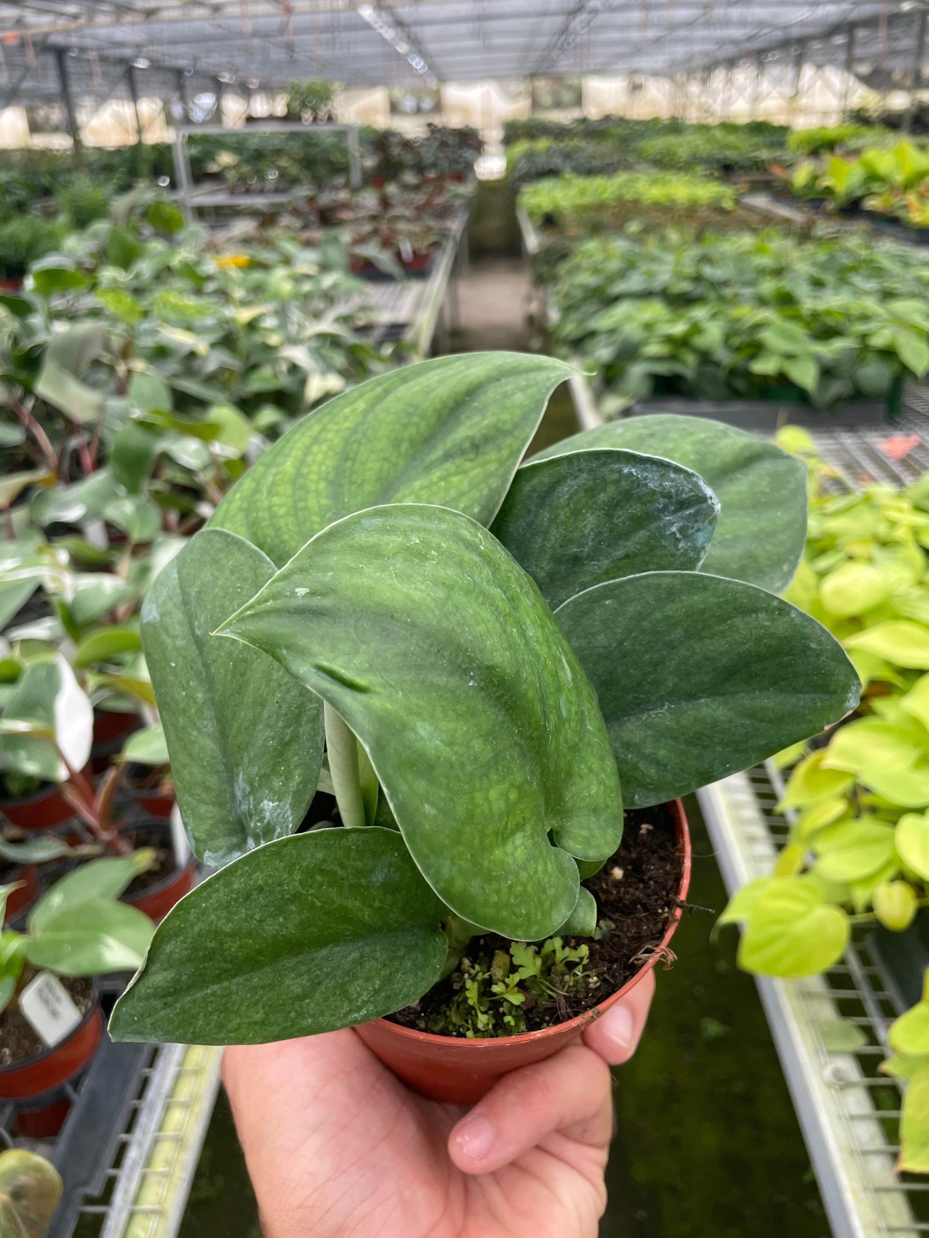 Pothos Jade Satin - Holiday Corner