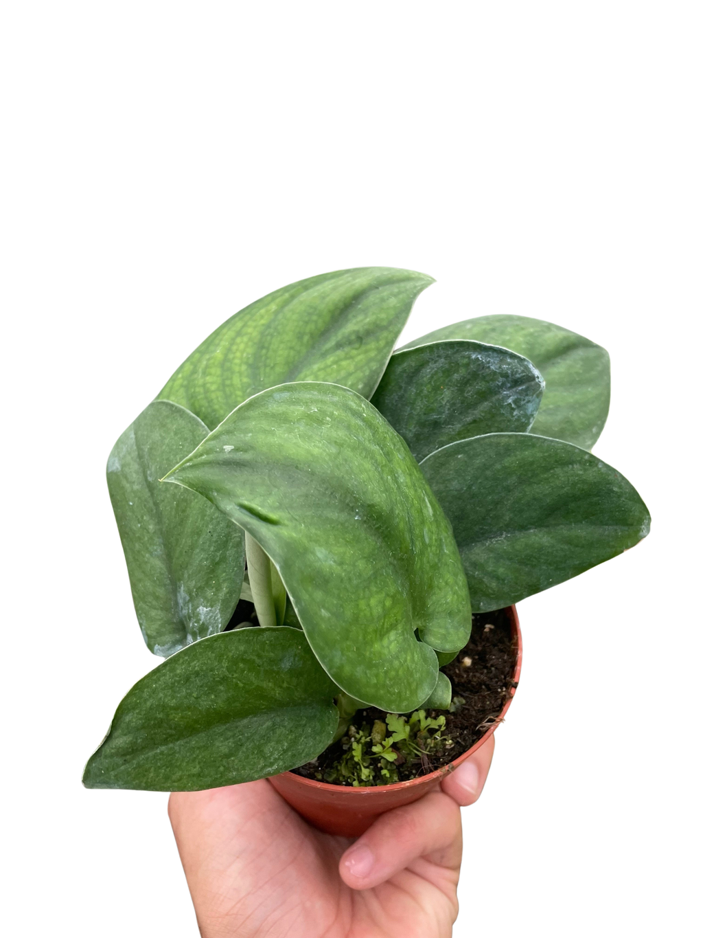 Pothos Jade Satin - Holiday Corner