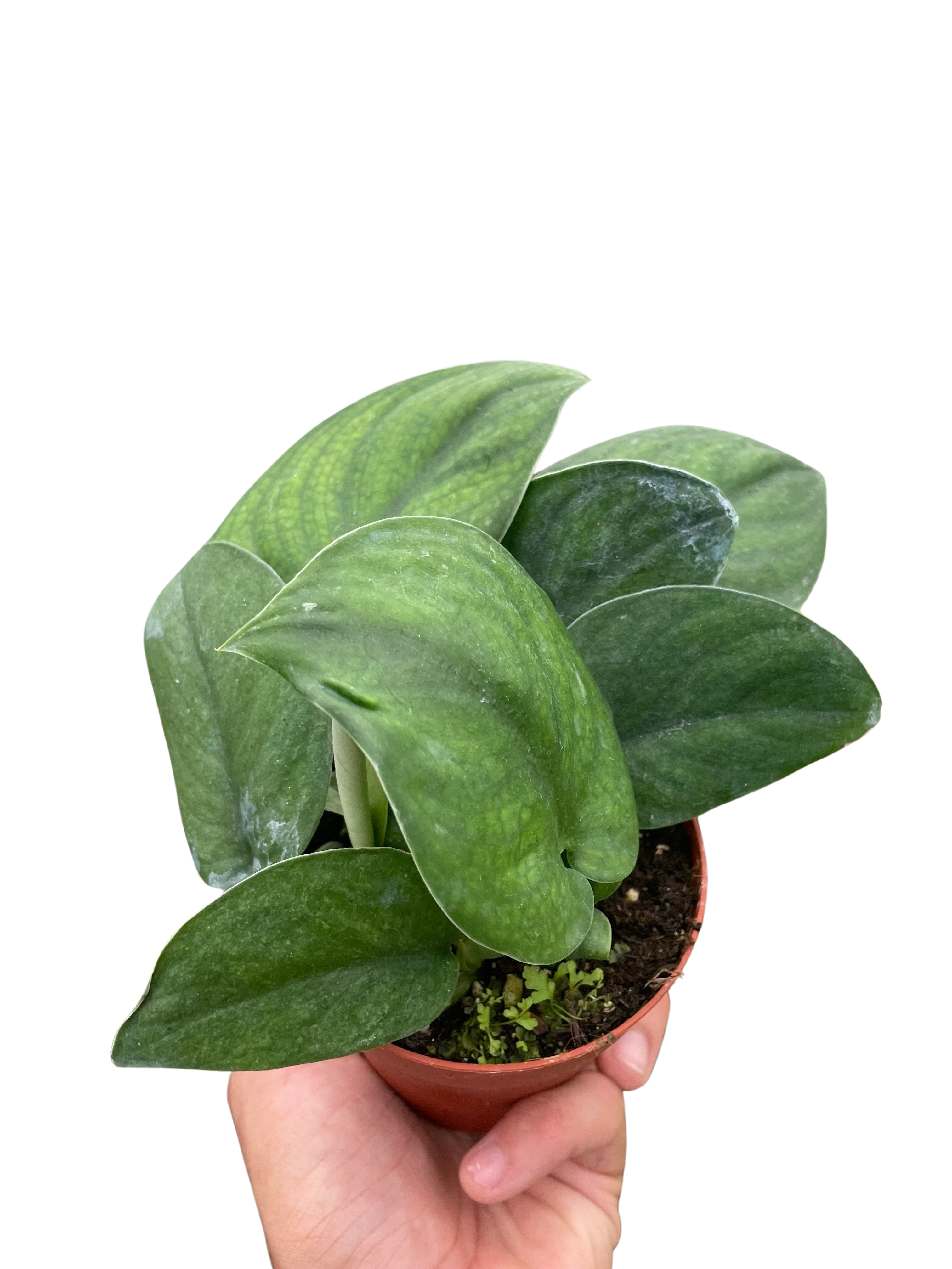 Pothos Jade Satin - Holiday Corner
