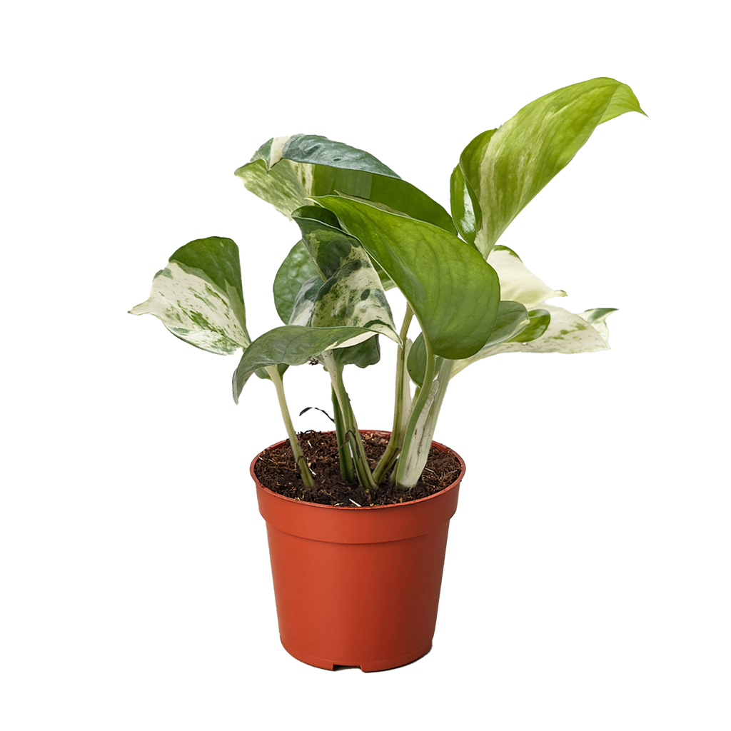 Pothos Manjula - Holiday Corner