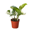 Pothos Manjula - Holiday Corner