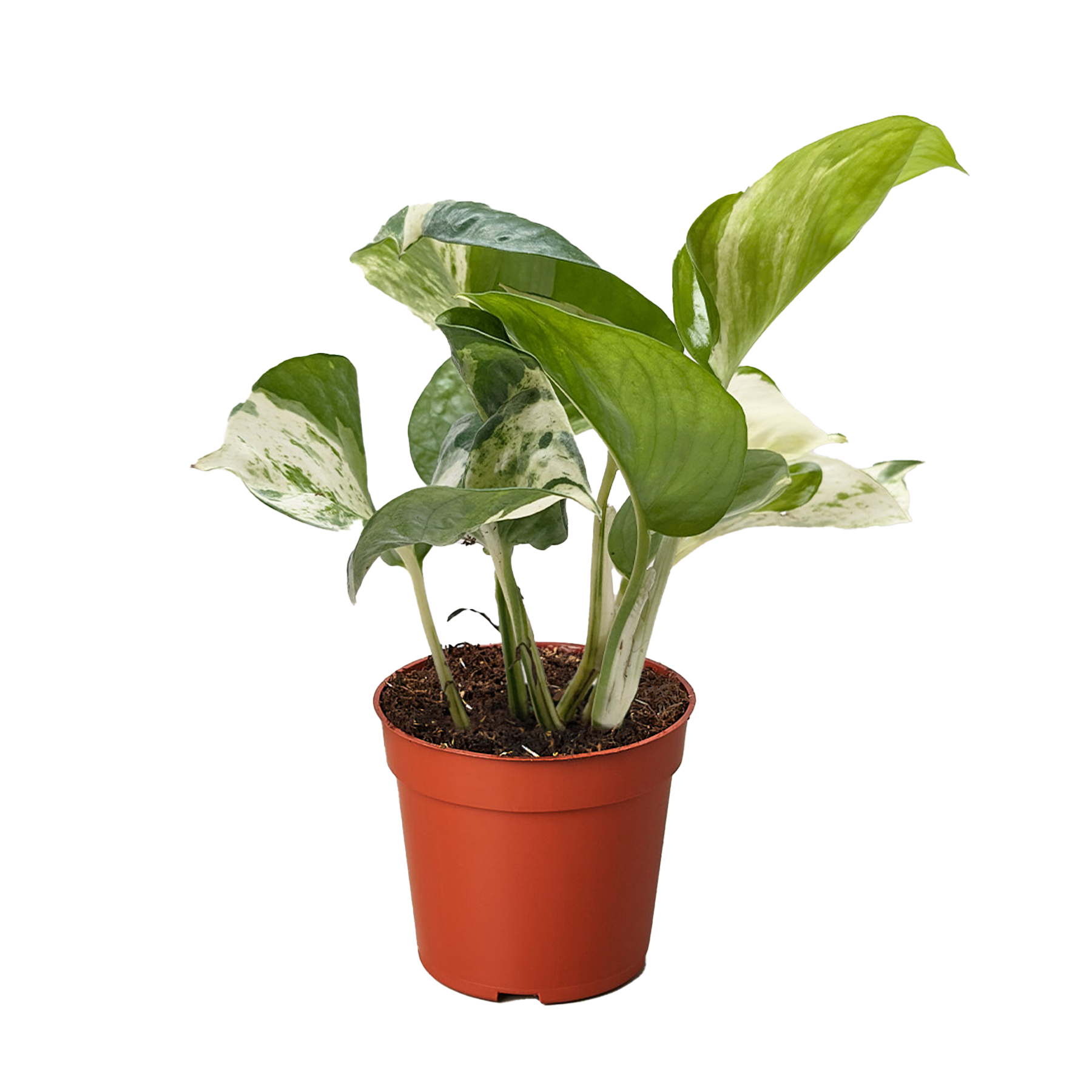 Pothos Manjula - Holiday Corner