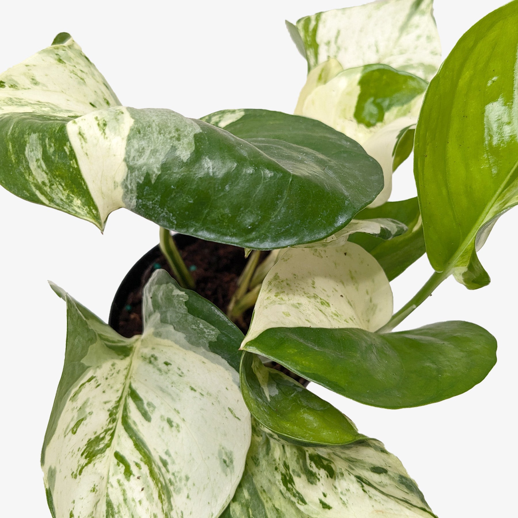 Pothos Manjula - Holiday Corner