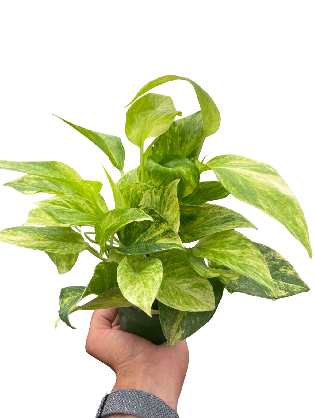 Pothos 'Neon Queen' - Holiday Corner