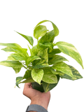 Pothos 'Neon Queen' - Holiday Corner