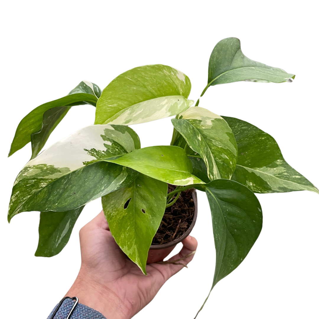 Pothos 'Albo Variegata' - Holiday Corner
