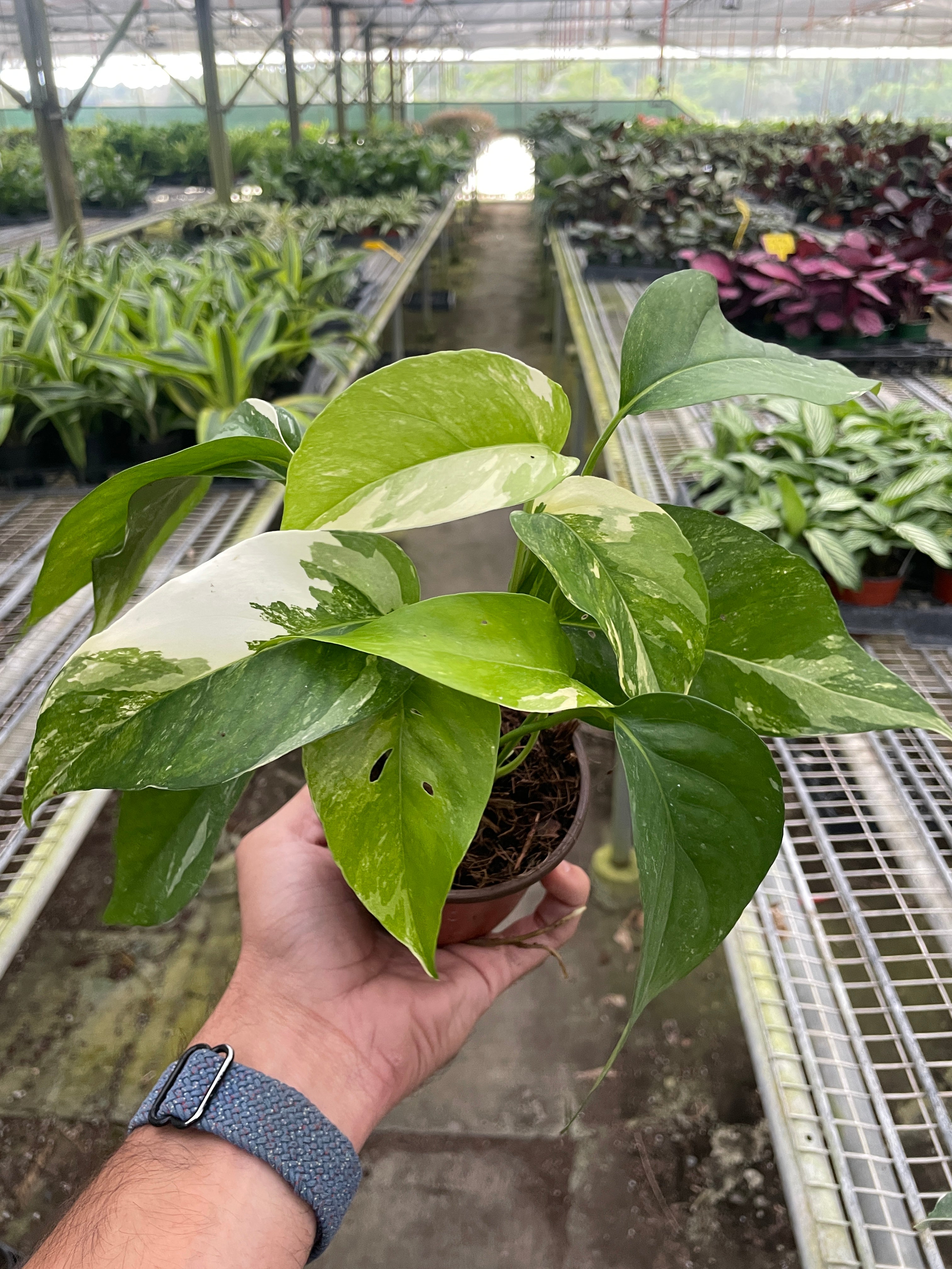 Pothos 'Albo Variegata' - Holiday Corner