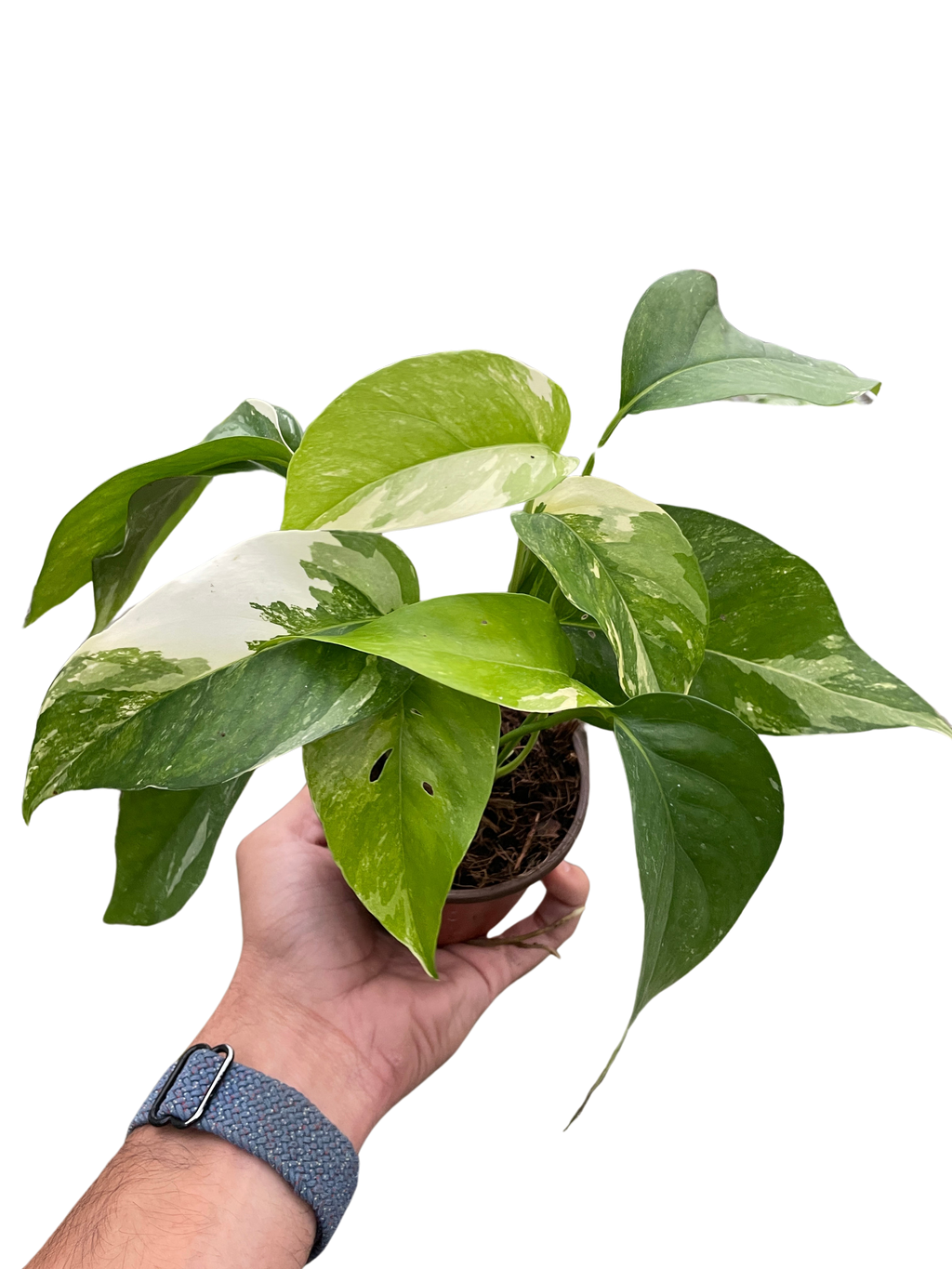 Pothos 'Albo Variegata' - Holiday Corner