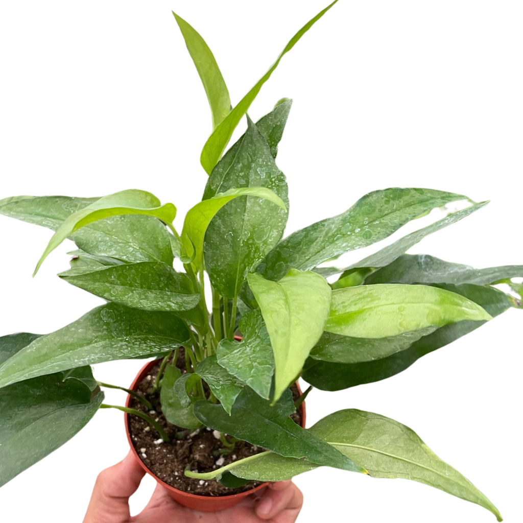 Pothos Skeleton Key - Holiday Corner