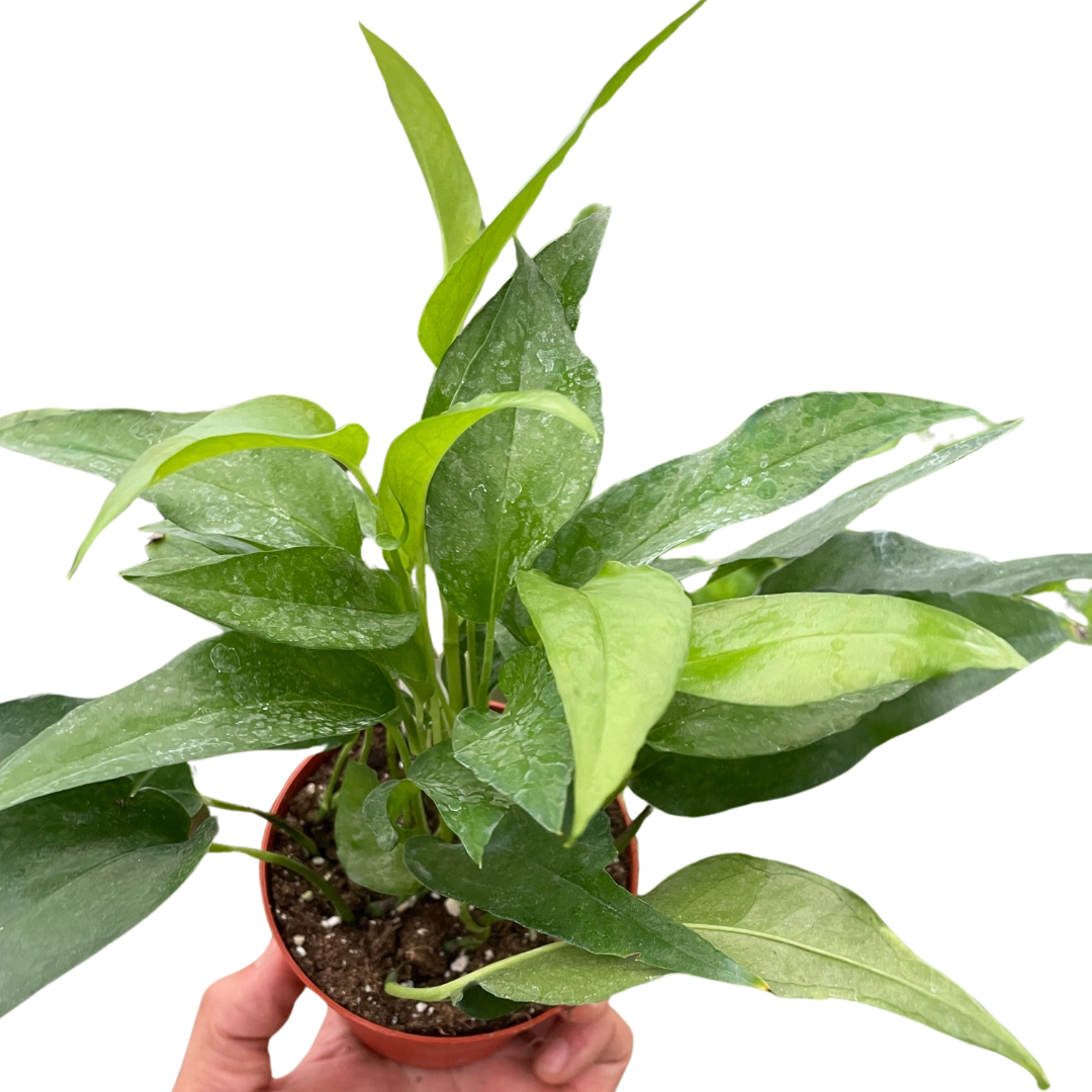 Pothos Skeleton Key - Holiday Corner