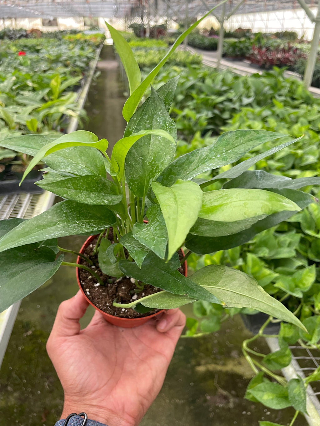 Pothos Skeleton Key - Holiday Corner