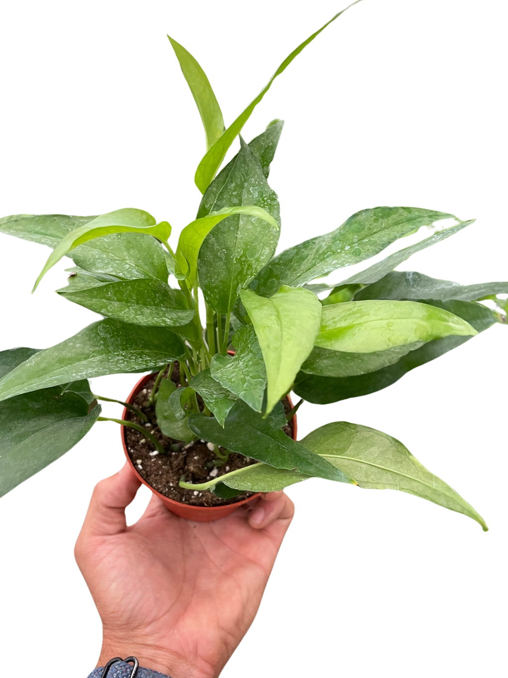 Pothos Skeleton Key - Holiday Corner