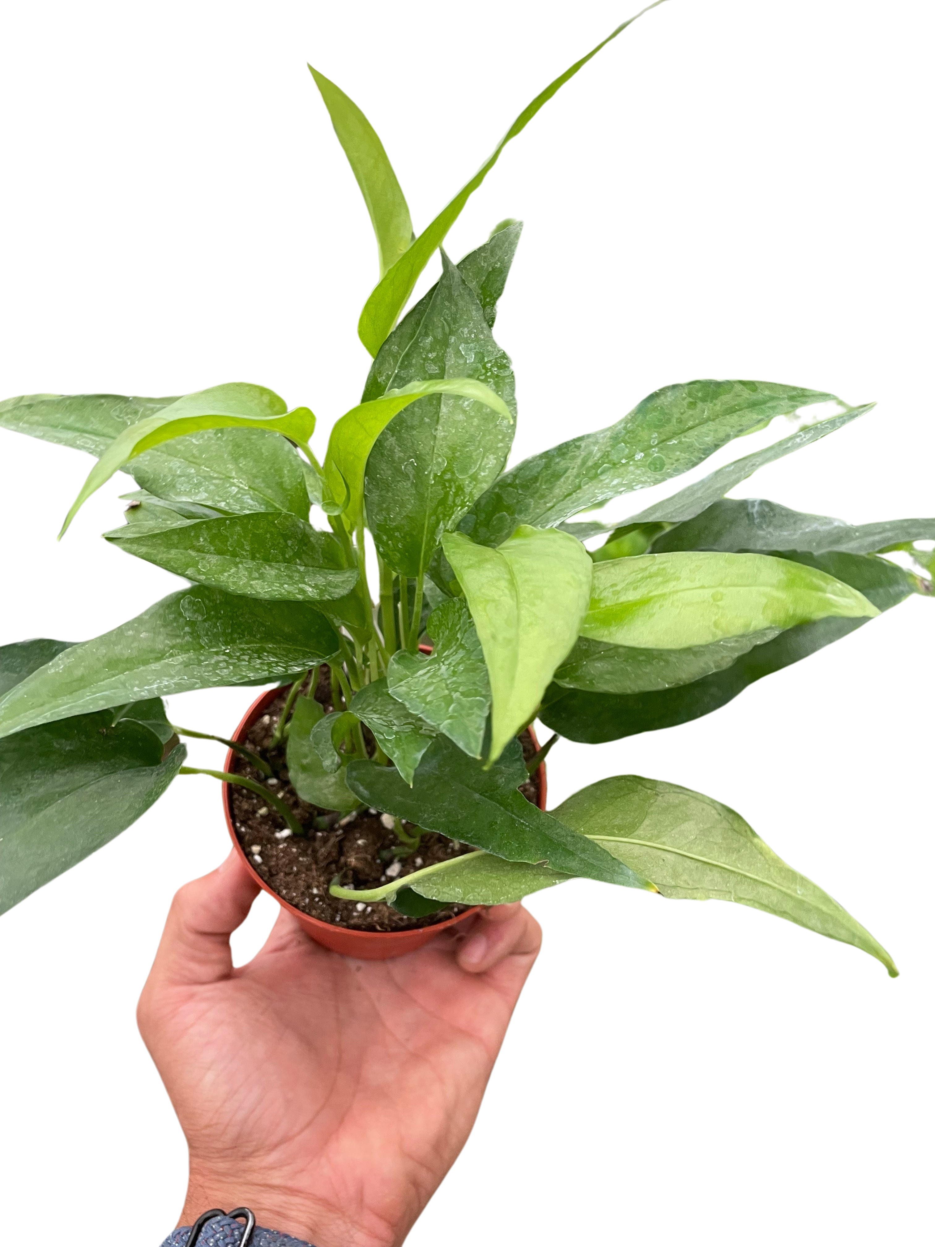 Pothos Skeleton Key - Holiday Corner
