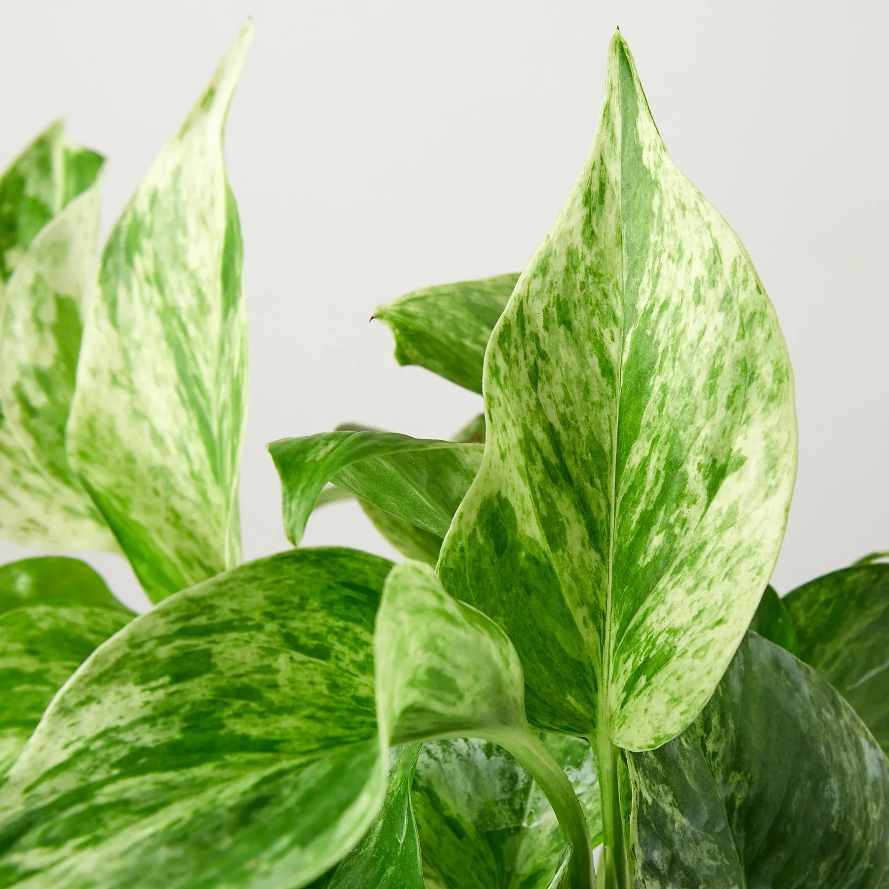 Pothos 'Marble Queen' - Holiday Corner