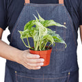 Pothos 'Marble Queen' - Holiday Corner