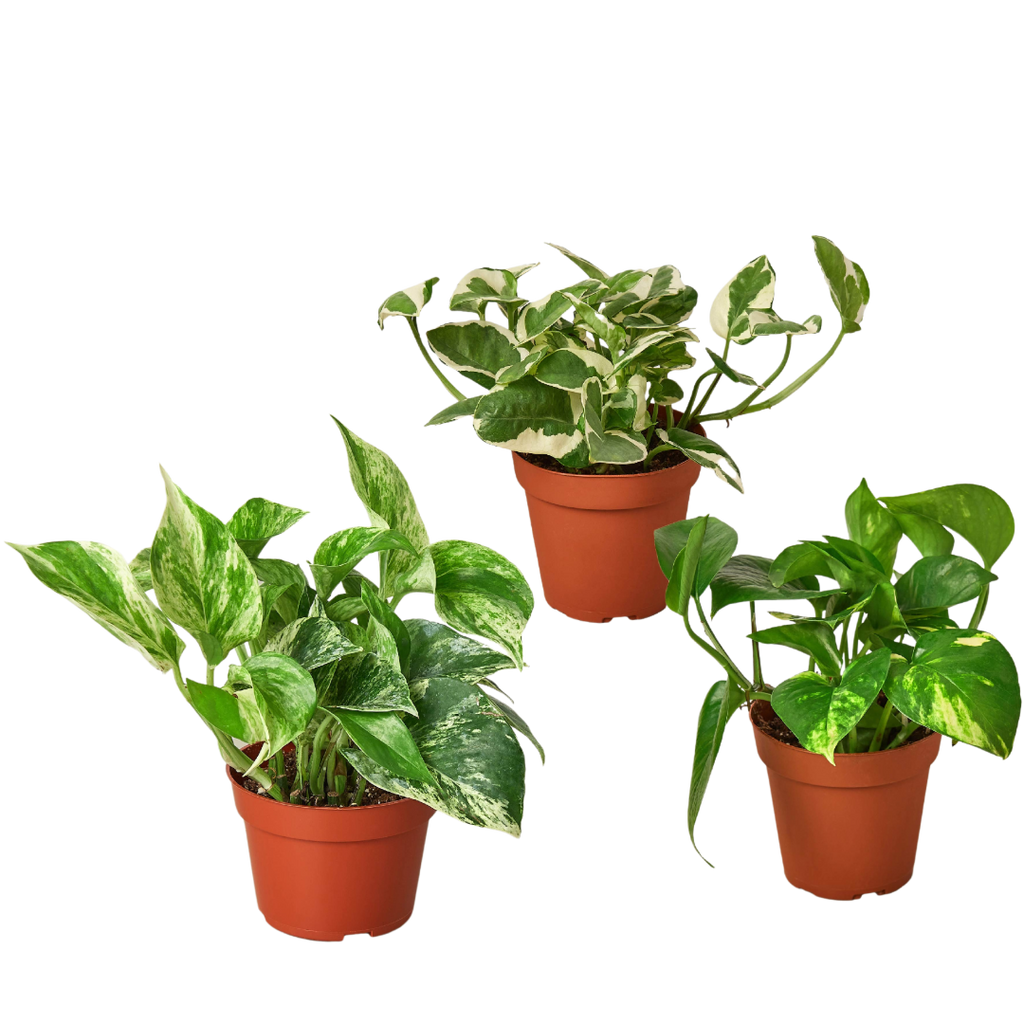 3 Pothos Variety Pack / 4" Pot / Live Plant / Home and Garden Plants - Holiday Corner