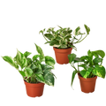 3 Pothos Variety Pack / 4" Pot / Live Plant / Home and Garden Plants - Holiday Corner