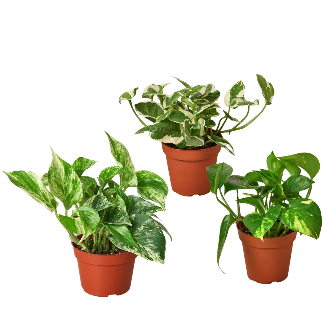 3 Pothos Variety Pack / 4" Pot / Live Plant / Home and Garden Plants - Holiday Corner