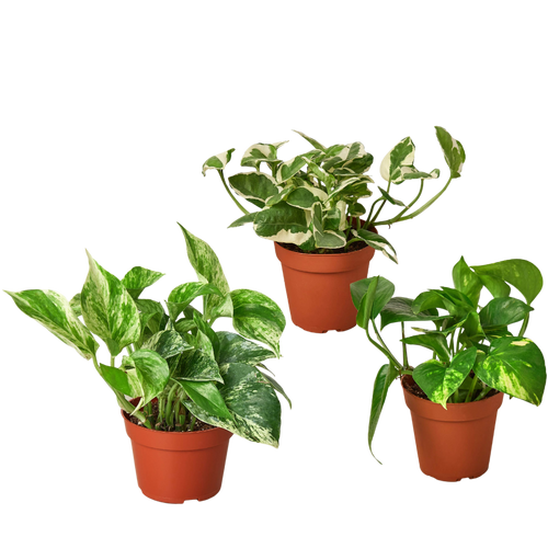 3 Pothos Variety Pack / 4" Pot / Live Plant / Home and Garden Plants - Holiday Corner