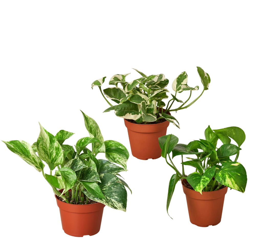 3 Pothos Variety Pack / 4" Pot / Live Plant / Home and Garden Plants - Holiday Corner