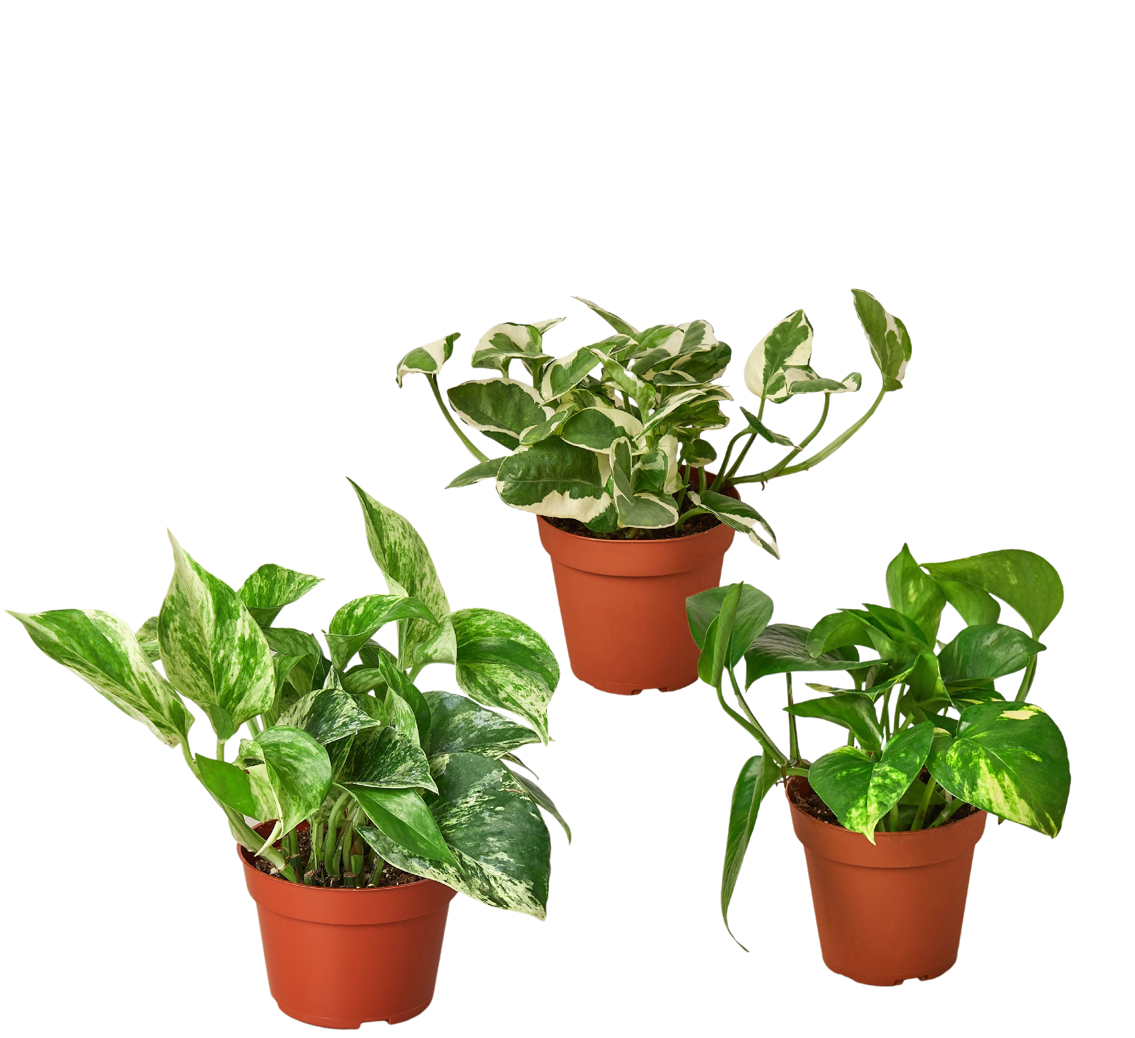 3 Pothos Variety Pack / 4" Pot / Live Plant / Home and Garden Plants - Holiday Corner