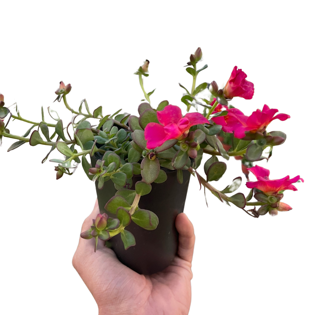Purslane - Holiday Corner