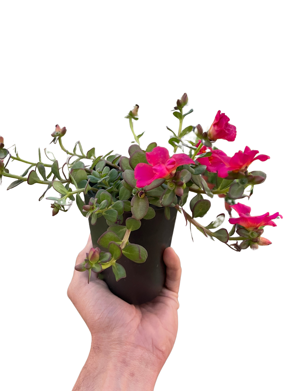 Purslane - Holiday Corner