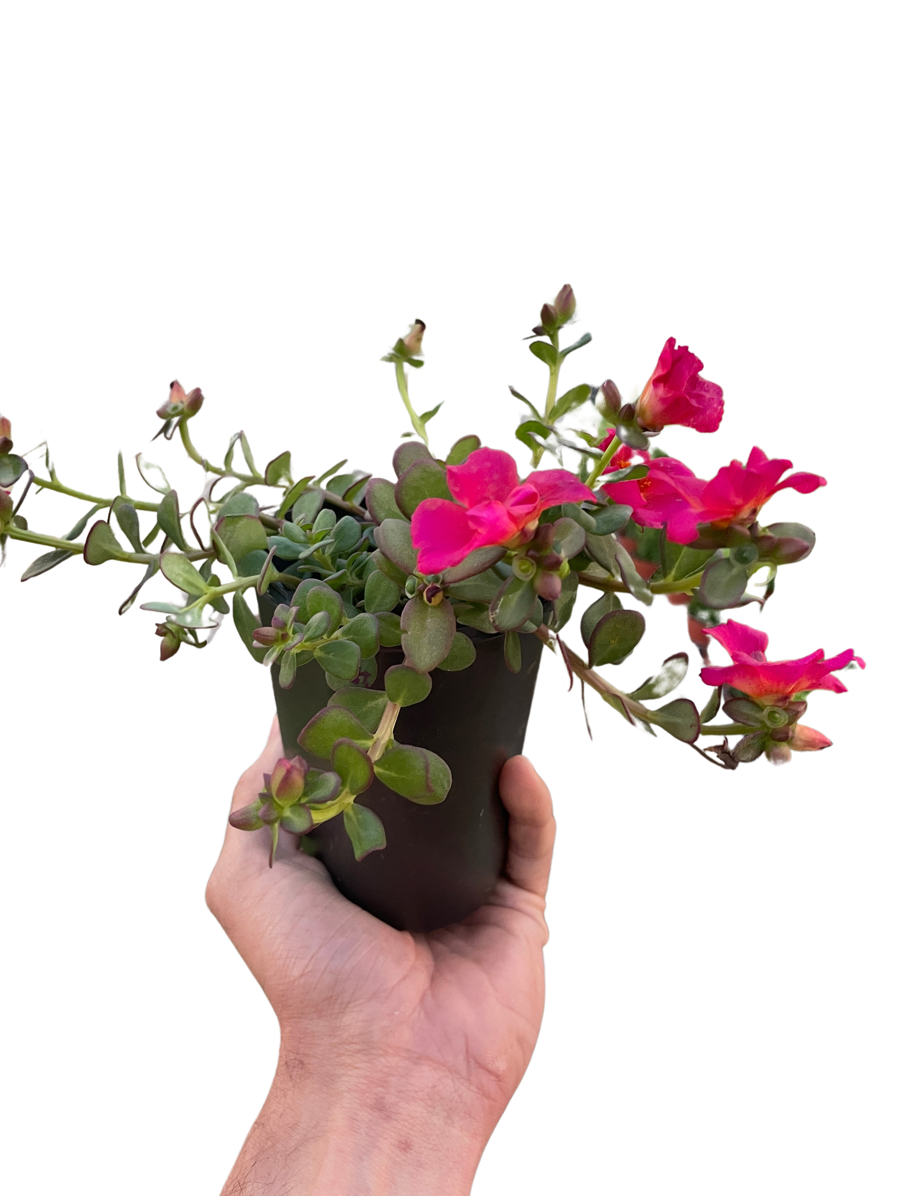 Purslane - Holiday Corner