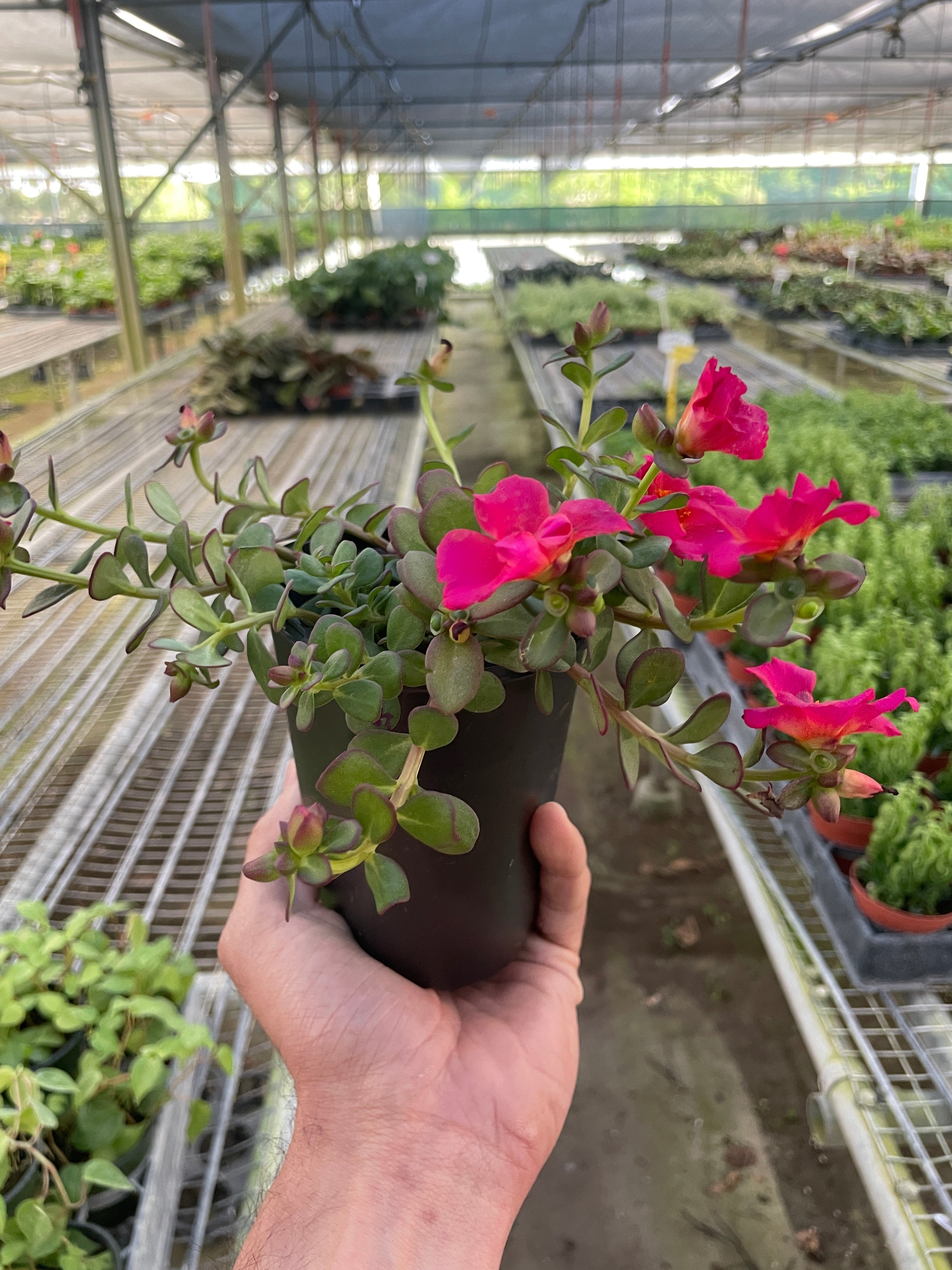 Purslane - Holiday Corner