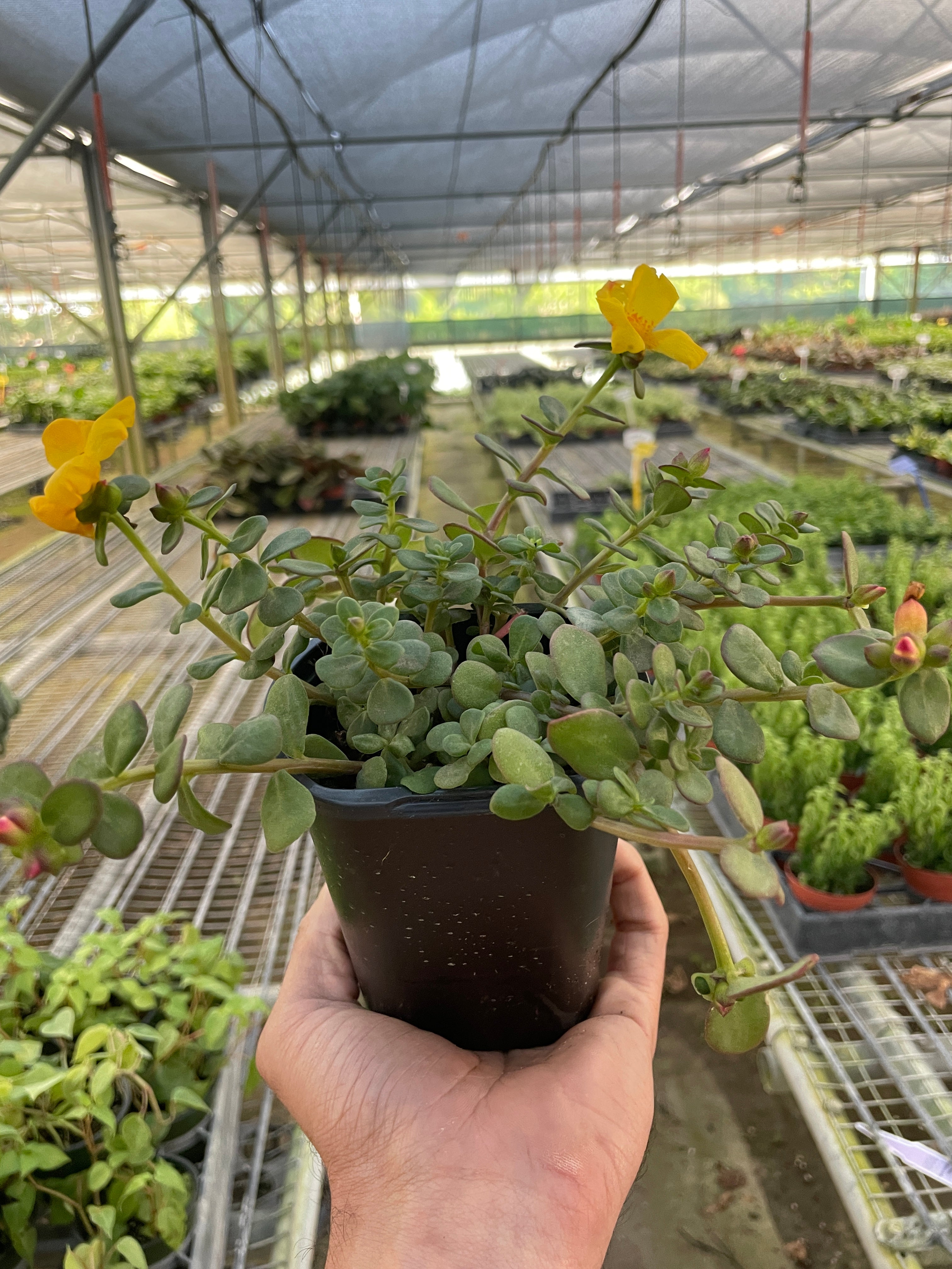 Purslane - Holiday Corner